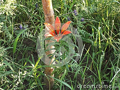 Wild Lily Of Yakutia 1 Stock Photo