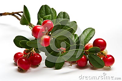 Wild lingonberry (cowberry) Stock Photo