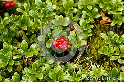 Wild Lingonberry / Cowberry plants Stock Photo
