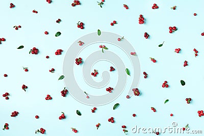 Wild lingonberry pattern on blue background. Top view. Summer berries texture. Stock Photo