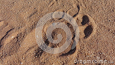 Wild lion footprint on the sand. Stock Photo