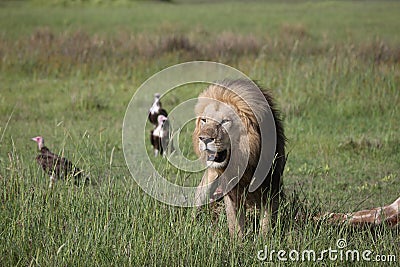 Wild Lion mammal eating giraffe africa savannah Kenya Stock Photo