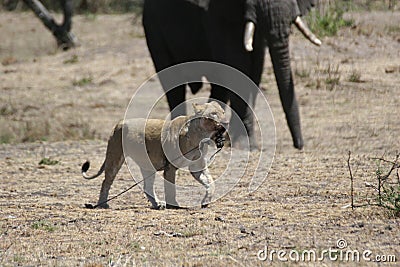 Wild Lion mammal eating giraffe africa savannah Kenya Stock Photo