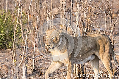 Wild Lioness Stalking Prey in South Africa Stock Photo