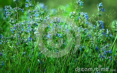 Wild little blue flowers in green grass Stock Photo