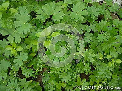 Wild little plants of the fields Stock Photo