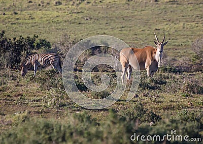 Wild living Eland at Addo Elephant Park in South Africa Stock Photo