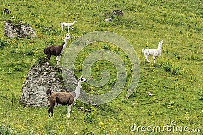 Wild Llamas in the Mountains, Alps Stock Photo