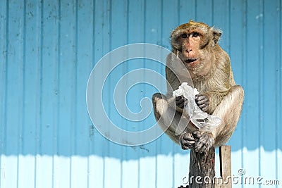 Cool monkey Stock Photo