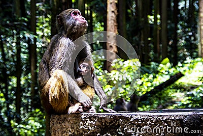 A mother and a child macaque Stock Photo