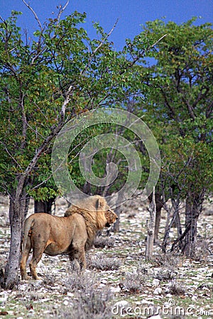 Wild male african lion namibia