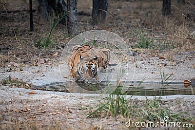 Wild male bengal tiger drinking water from waterhole while patrolling his territory sighted him in evening safari at bandhavgarh Stock Photo