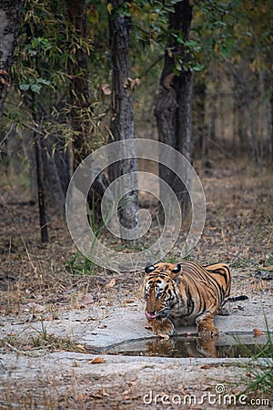 Wild male bengal tiger drinking water from waterhole while patrolling his territory sighted him in evening safari at bandhavgarh Stock Photo