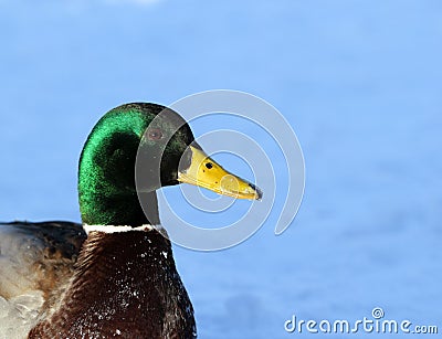 Wild male duck head Stock Photo