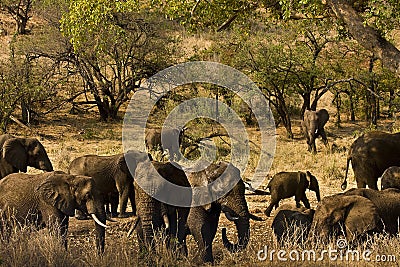 Wild male elephants in the bush, Kruger, South Africa Stock Photo