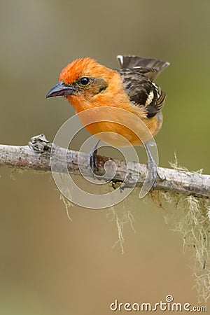 Flame-colored Tanager Stock Photo