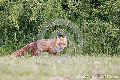 A wild male fox licks his lips and shows his teeth Stock Photo