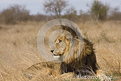 Wild male lion in the grass, Kruger National park, South Africa Stock Photo