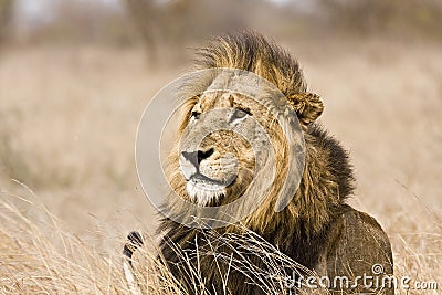 Wild male lion , Kruger National park, South Africa Stock Photo