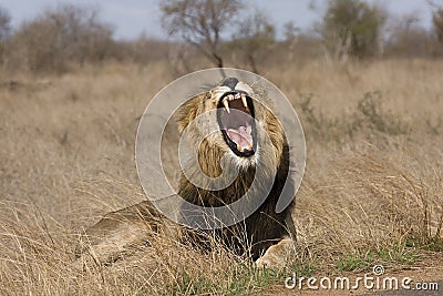 Wild male lion , Kruger National park, South Africa Stock Photo