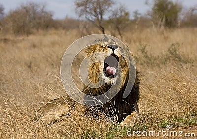 Wild male lion lying down in the bush, Kruger, South Africa Stock Photo