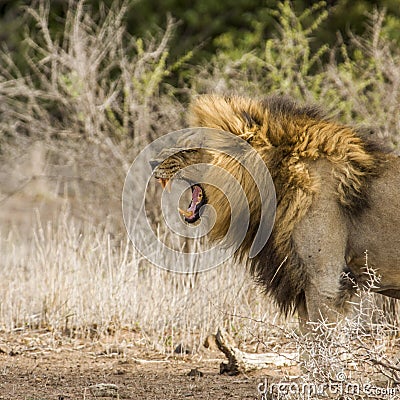 Wild male lion roaring in savannah Stock Photo