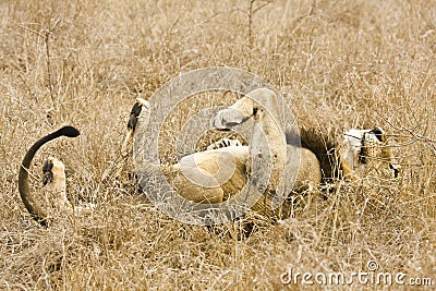 Wild male lion sleeping in grass, Kruger National park, South Africa Stock Photo