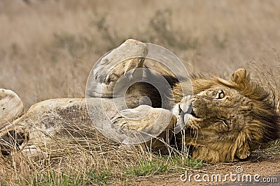 Wild male lion sleeping , Kruger National park, South Africa Stock Photo