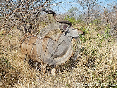 Wild male nyala eating in deep savannah, Kruger national park, SOUTH AFRICA Stock Photo