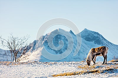 Wild male reindeer Stock Photo