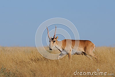 Wild male Saiga antelope in Kalmykia steppe Stock Photo