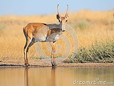 Wild male Saiga antelope near watering in steppe Stock Photo