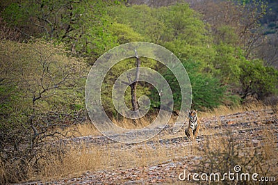 Wild male tiger patrolling his territory and on stroll in backdrop ranthambore hills Stock Photo