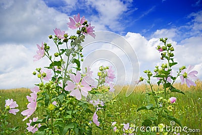 Wild mallow Stock Photo