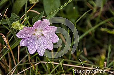 Wild mallow Stock Photo