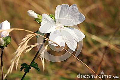 Wild mallow growing in a wild meadow. Stock Photo