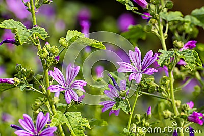 Flower of the Wild mallow, Malva silvestris, Bavaria, Germany, Europe Stock Photo