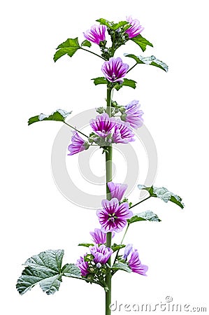 Wild mallow plant during the flowering Stock Photo
