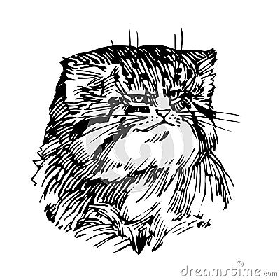 Wild mammalian cat, manul head, rare animal, for logo or emblem Vector Illustration