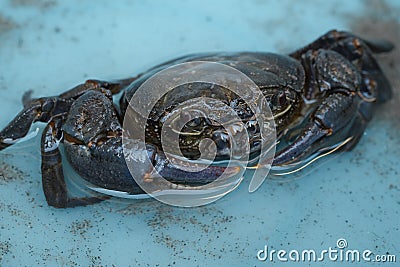 Wild marine crab detailed close up while making water bubbles,sea animal species Stock Photo