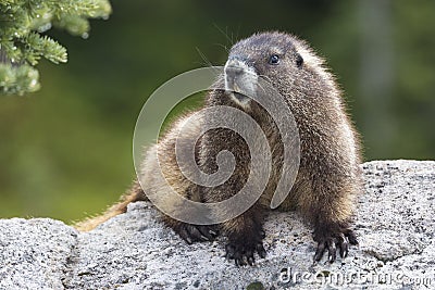 Wild Marmot in Mount Rainier National Park Stock Photo