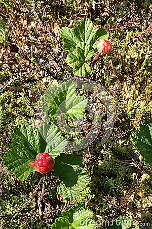 Wild marsh berry cloudberry ripened in forest swamp in middle of summer Stock Photo