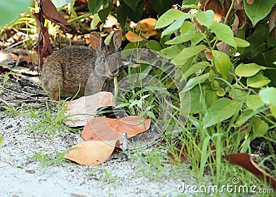 Wild marsh rabbit chewing on a blade of grass on Estero Island in Fort Myers Beach, Florida Stock Photo