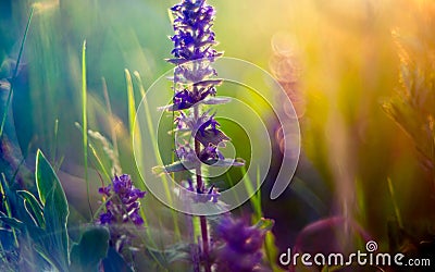 Wild meadow flowers and sun Stock Photo