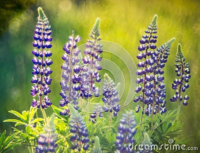 Wild meadow in summer Stock Photo