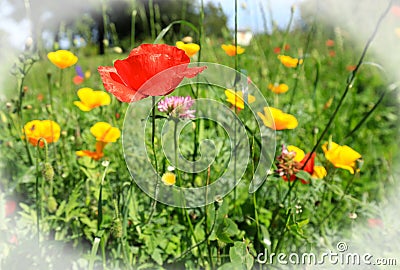 Wild Meadow with a vibrant red poppy surrounded by grassland and yellow flowers Stock Photo