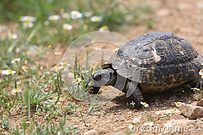 Wild Mediterranean Tortoise on meadow Stock Photo