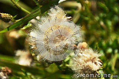 Wild Milk Thistle Plants in Seed Stock Photo