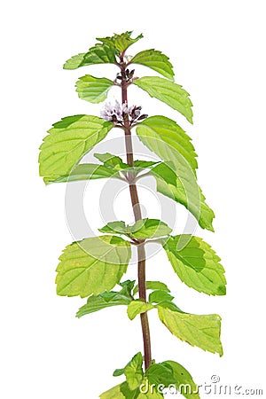 Wild mint (Mentha arvensis) isolated on white Stock Photo