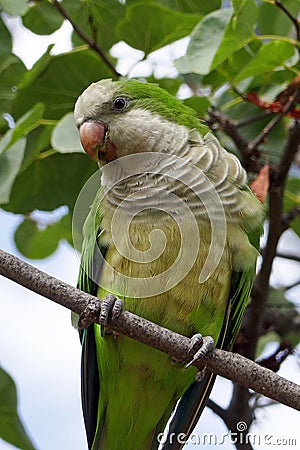 Wild monk parakeet Myiopsitta monachus Stock Photo